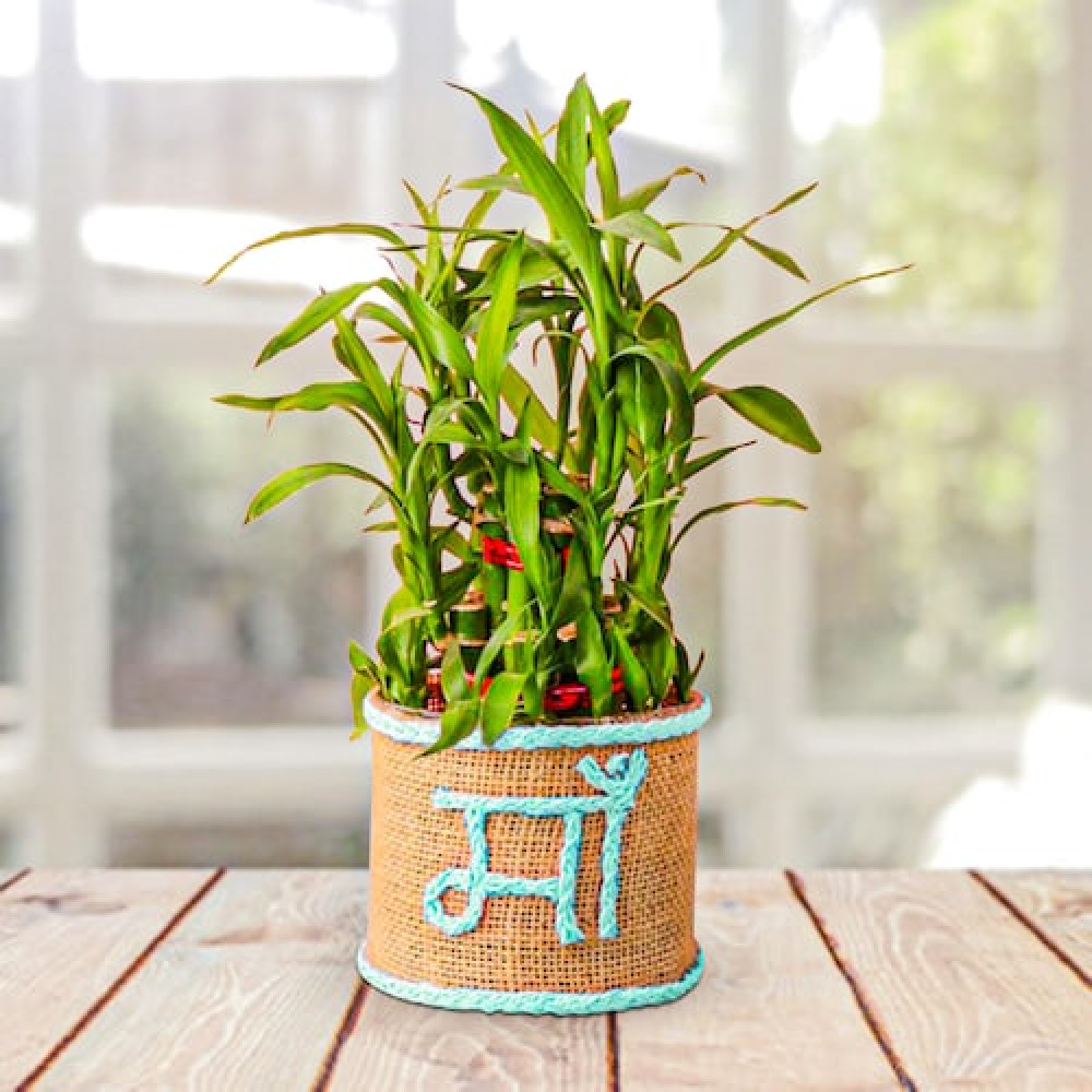 Amazon.com : Arcadia Garden Products LV41 Tornado Lucky Bamboo, Live Indoor  Plant in Stump Ceramic Planter for Home, Work, or Gift, Beige ***Cannot  Ship to Hawaii*** : Patio, Lawn & Garden